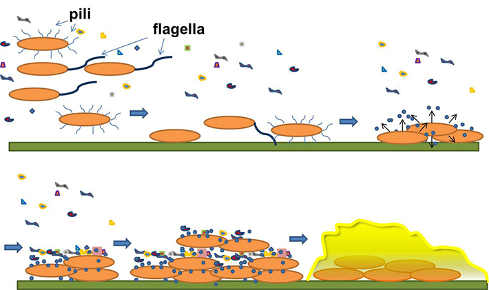 Attachment by flagella, pili, or cell wall surface, and then development to higher order biofilm